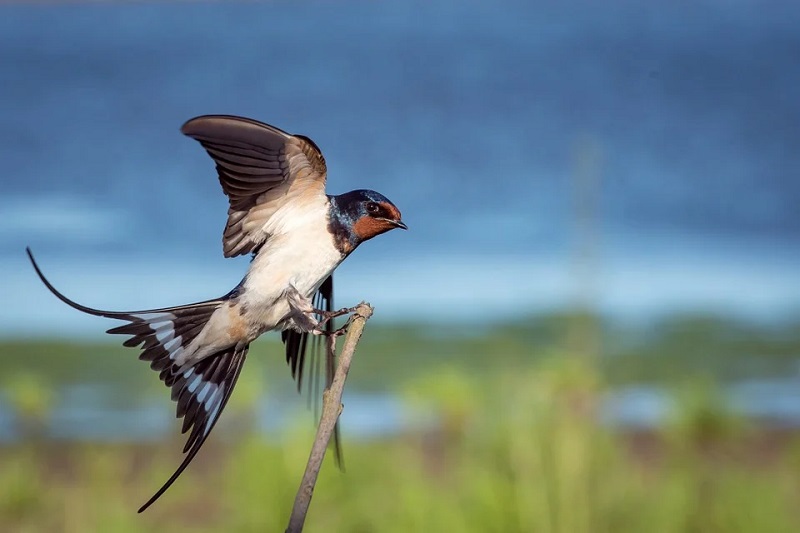 bird-983941_960_720.jpg
